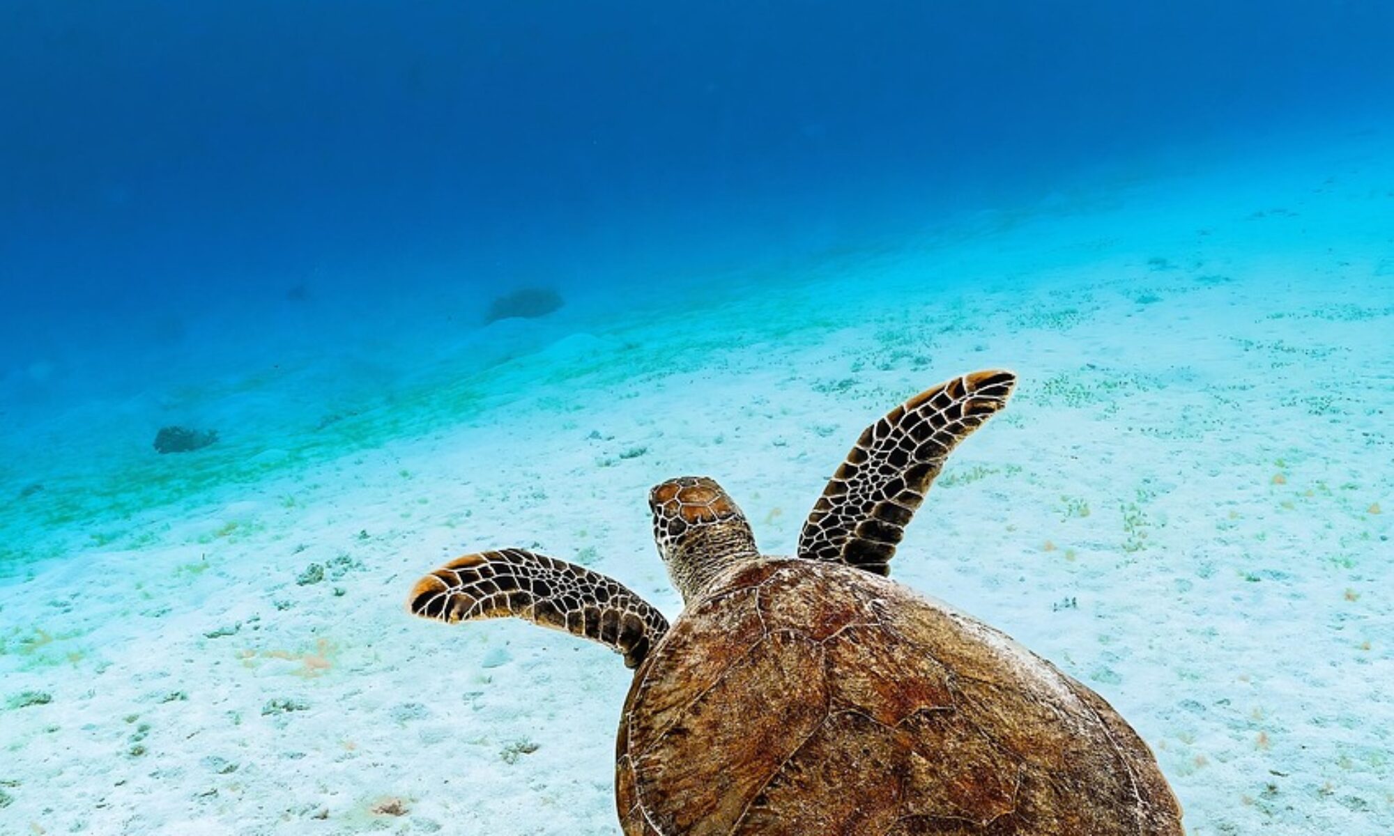 green sea turtle, green turtle, sea turtle, turtle, reptile, animal, sea, ocean, underwater, endangered species, nature, sea, sea, sea, sea, sea