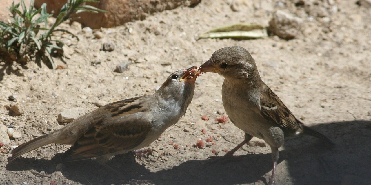 birds, beaked, ornithology, djibouti, africa, sea, beach, nature, sand, side